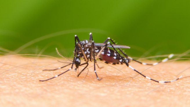 ¡A cuidarse! El mosquito llegó a Florida: Dos casos de dengue en Miami-Dade