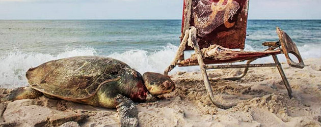 Muere tortuga marina por descuido humano