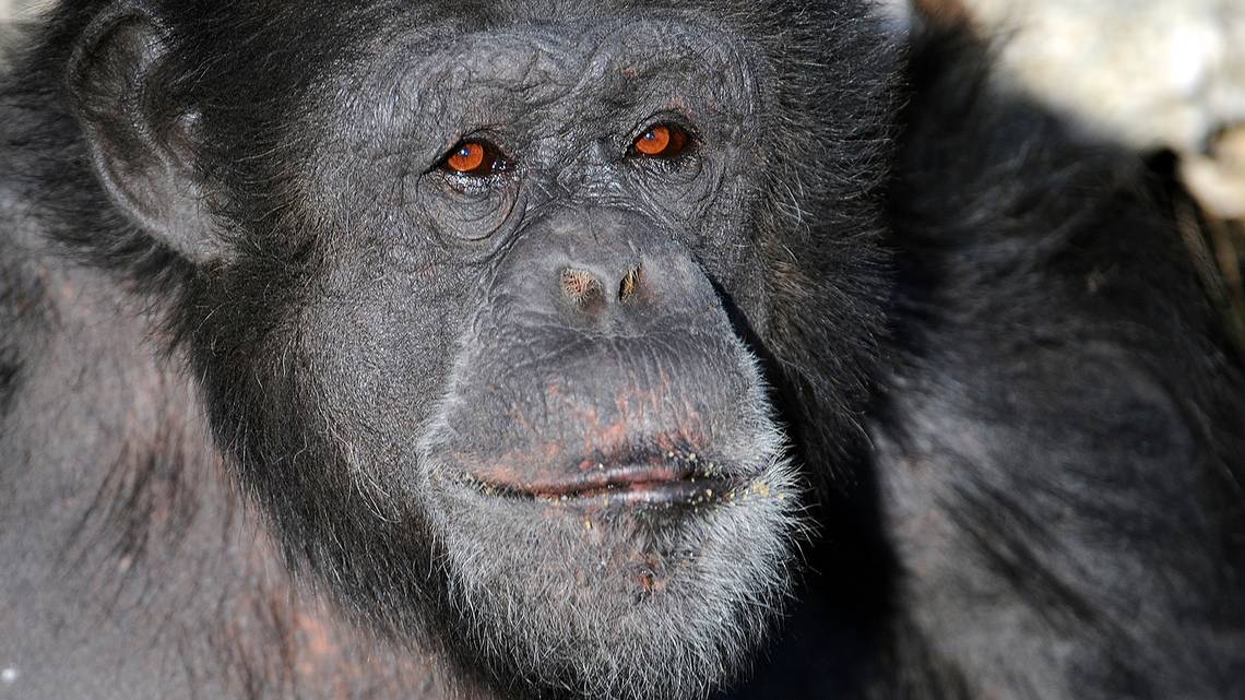 Muere chimpancé Bocco repentinamente a los 28 años de edad