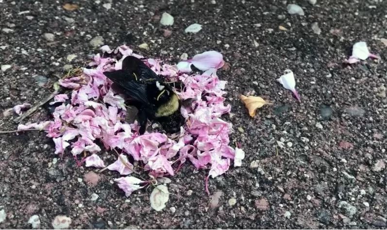 ¿Hormigas realizan funeral a un abejorro? (Video)