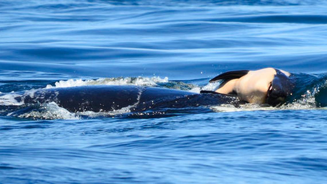 Orca decide soltar cadáver de cría después de aferrarse a él durante 17 días
