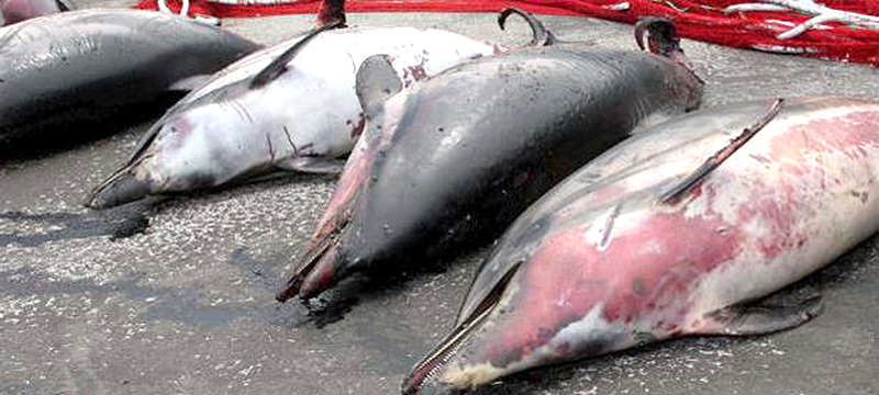 Hallan delfines muertos en costas de Florida afectadas por la marea roja