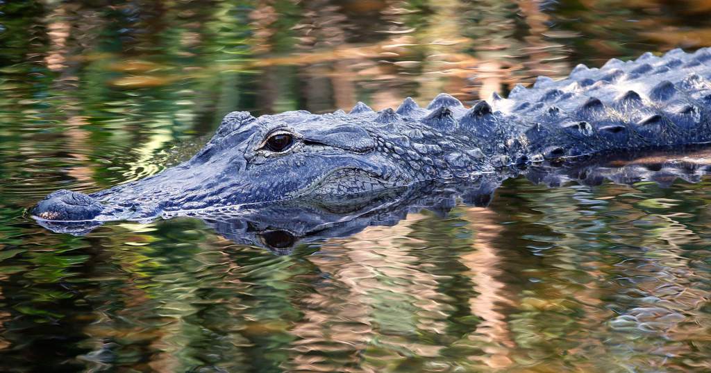 Cierran acceso a lago de Florida tras ataque de un caimán