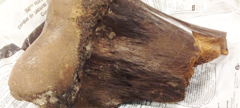 Trabajadores de la construcción hallan posible fragmento de mamut en Florida