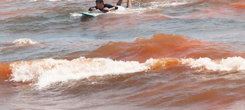 Marea roja: más de $ 8 millones en pérdidas y 1.700 toneladas de muerte marina en Florida