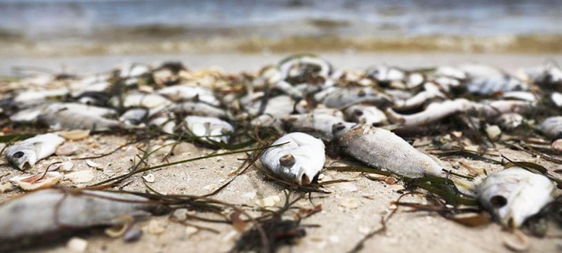 5 cosas que debes saber sobre la crisis de las algas tóxicas en Florida