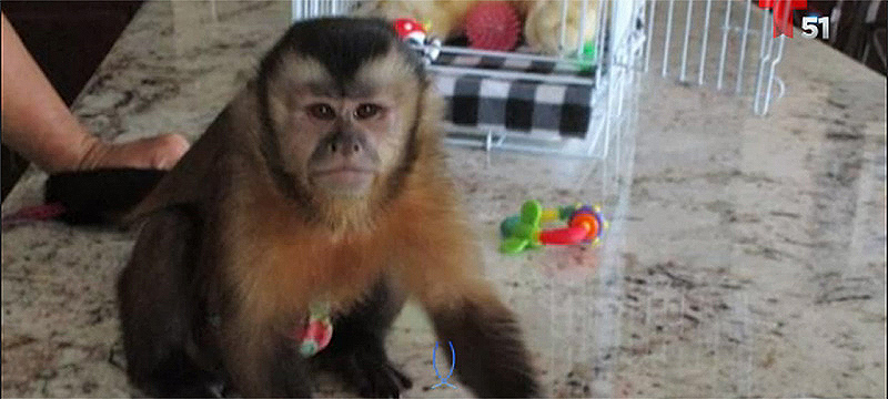 Mono capuchino muerde a un niño en restaurante de Florida