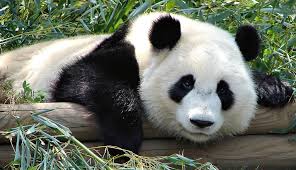 China celebra medio siglo de conservación del  oso panda gigante
