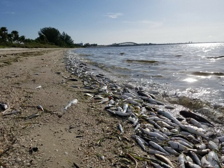 La FWC alerta que los bajos niveles de oxígeno en la bahía de Vizcaya provocan la muerte masiva de peces