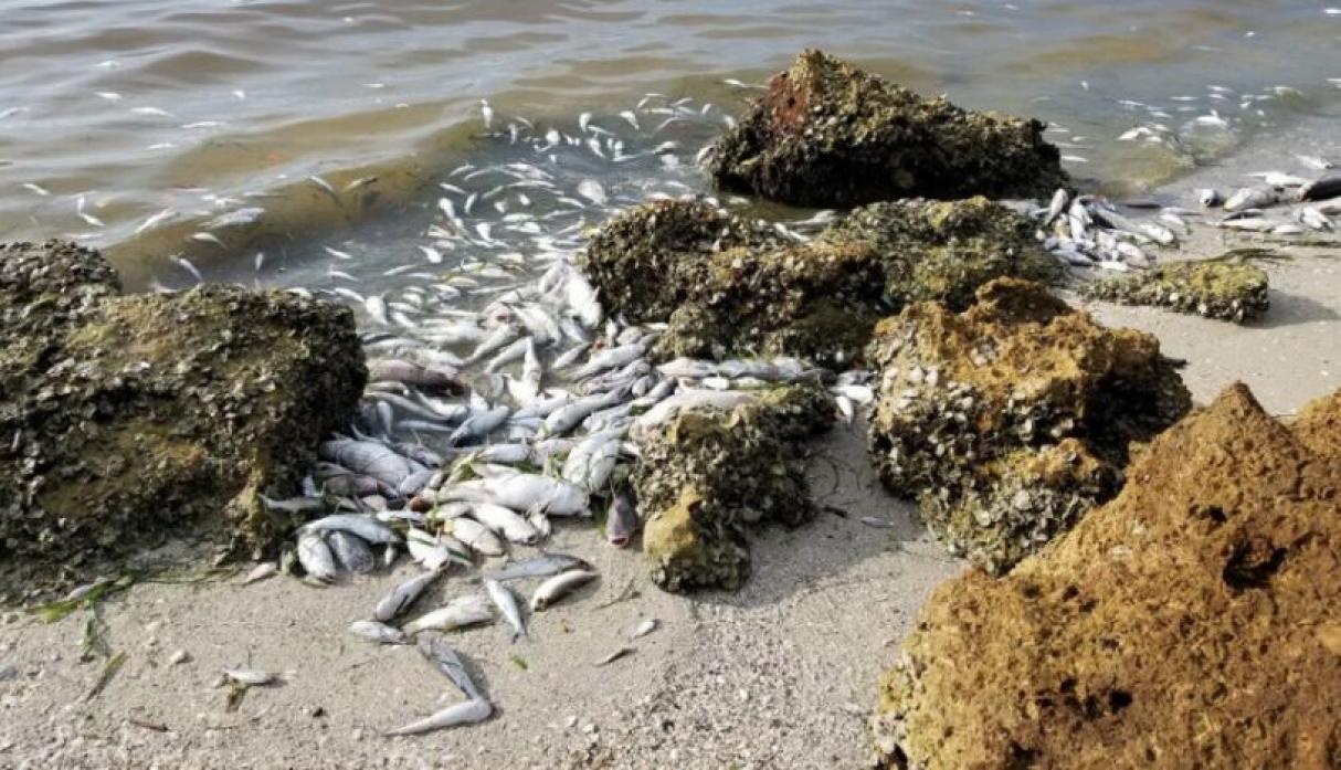 Intensa concentración de la microalga “Karenia brevis” causa la muerte de la fauna marina de Florida