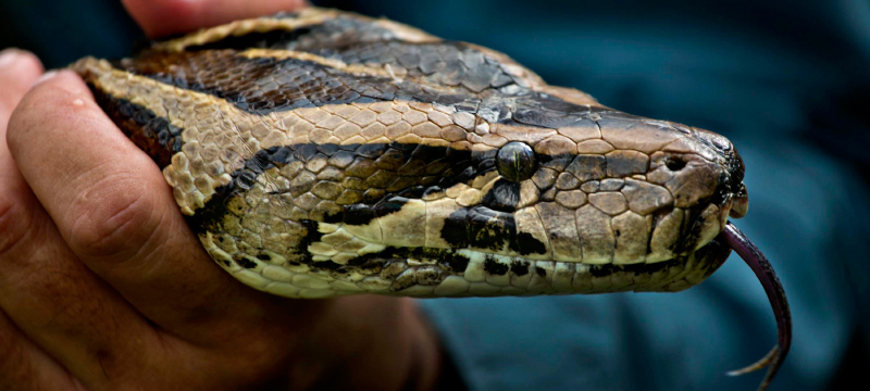 Nueva especie de serpiente pitón híbrida se arrastra por el sur de Florida