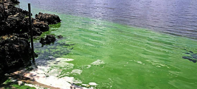 Crisis de las algas crece por reducción del monitoreo en aguas de Florida