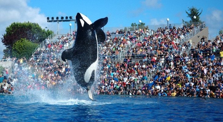 Confirman la muerte de una orca de 30 años en el parque SeaWorld en Orlando