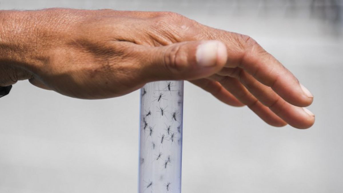 Investigadores de la Florida patentaron dispositivo para detectar el Zika más rápido
