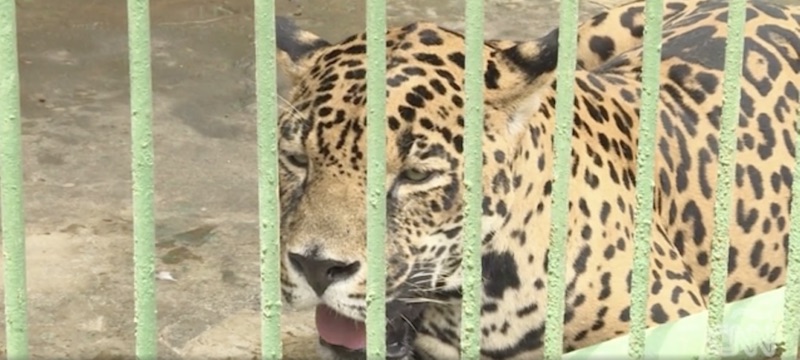 Violencia en Nicaragua está llevando a un zoológico a la quiebra