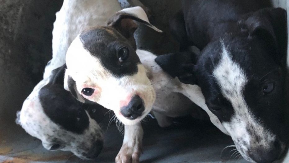 Rescatan de la muerte en Florida a tres cachorros abandonados a su suerte dentro de un cubo