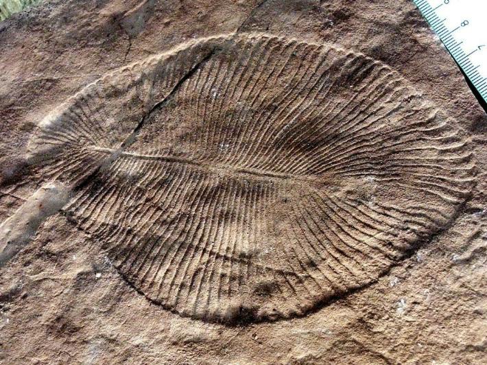 Se llama Dickinsonia y es el animal más antiguo del mundo, vivió hace 558 millones de años