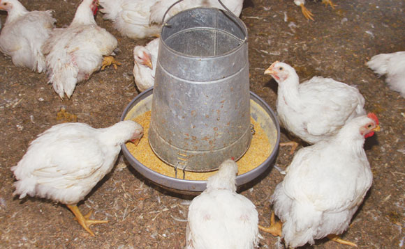 334 personas enfermas por brote de Salmonella vinculado al contacto con aves de corral