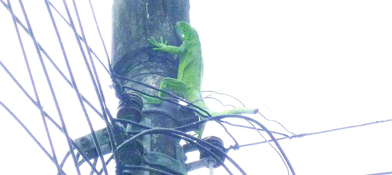 Iguana electrocutada deja sin electricidad a un asilo en Lauderdale Lakes