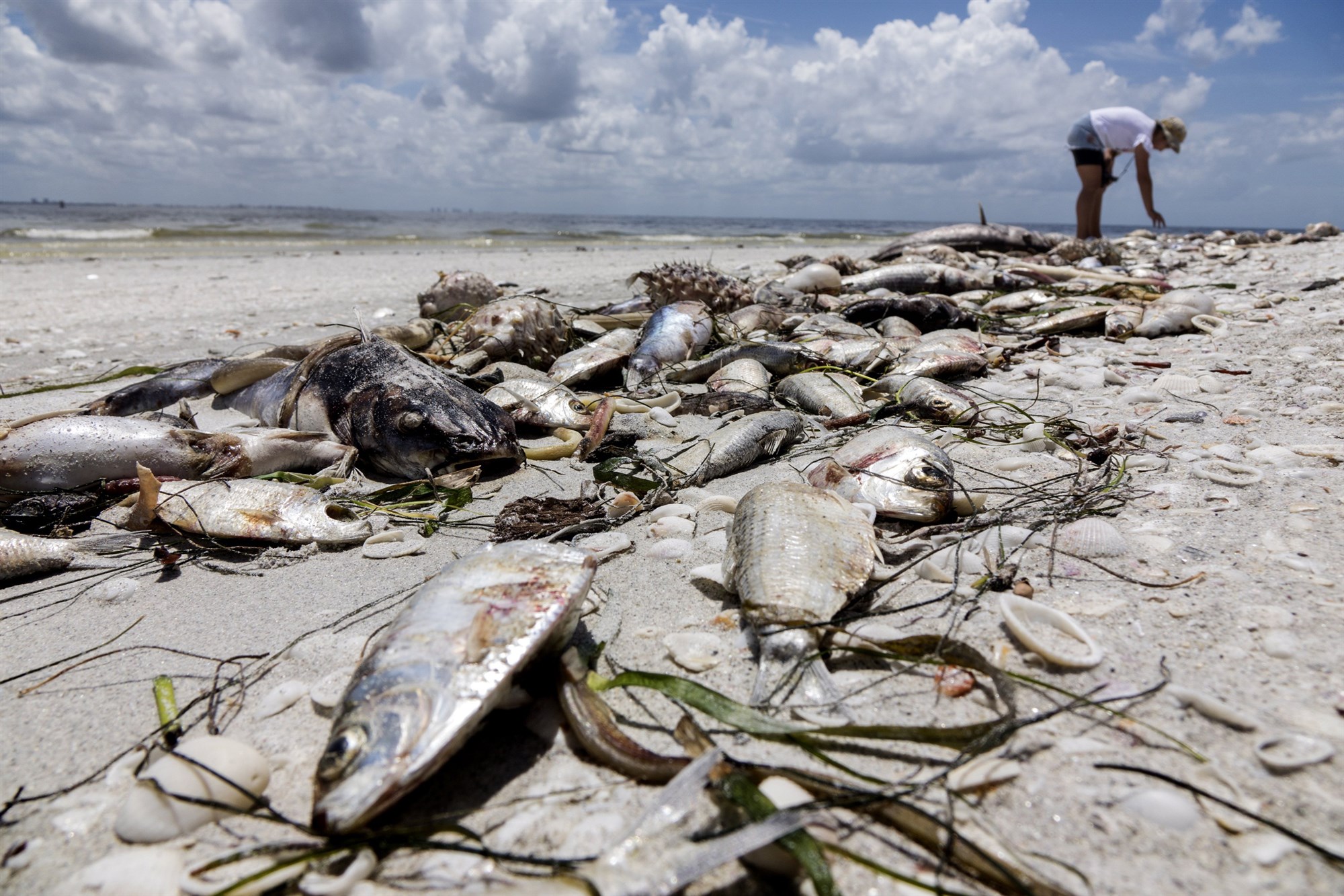 Reportan problemas de salud en Florida por marea roja tóxica
