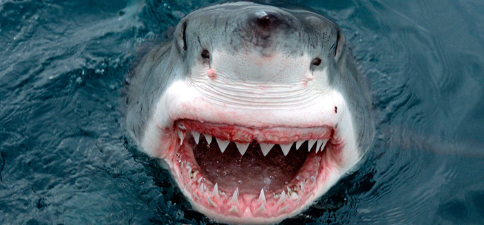 Enorme tiburón blanco de 2.000 libras visitó costas de Key West en Florida