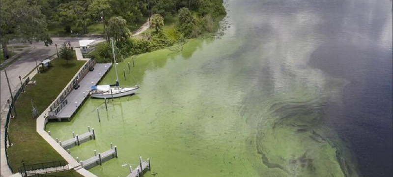 Construirán estanque para almacenar agua y reducir la contaminación de algas en el suroeste de Florida