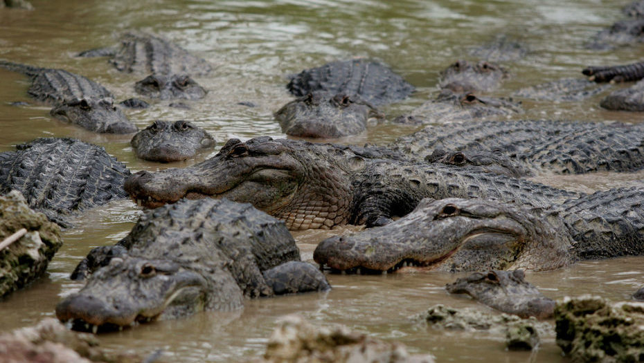 Hallan cuerpo en descomposición flotando en un lago de Florida y rodeado por caimanes