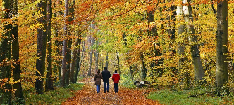 Conoce los 7 grandes beneficios para la salud si caminas habitualmente por el bosque