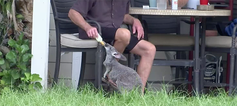 Recuperan canguro mascota extraviado de santuario en Jupiter Farms