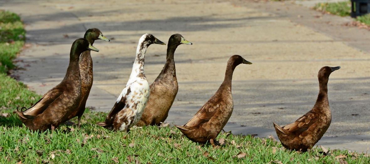 Muerte de cisnes creará medidas en el tráfico de ciudad en Florida