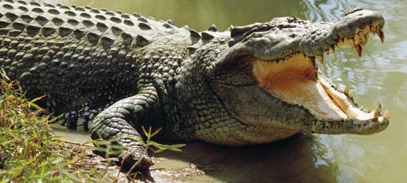 Incremento alarmante de ataques de caimanes en la Florida