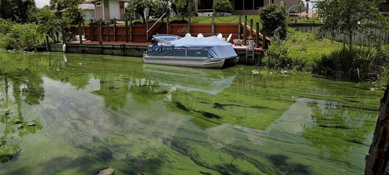 Continúan las quejas sobre presencia de algas tóxicas y marea roja