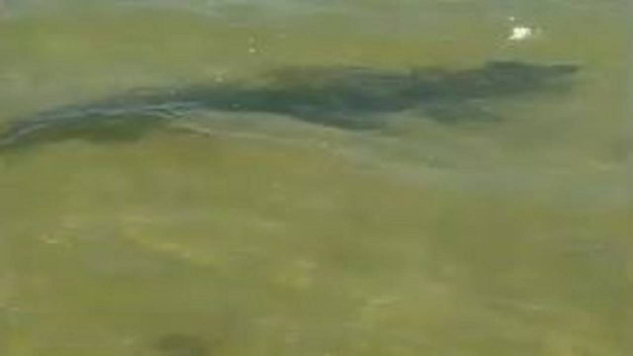 Enorme cocodrilo recibió a turistas en Florida