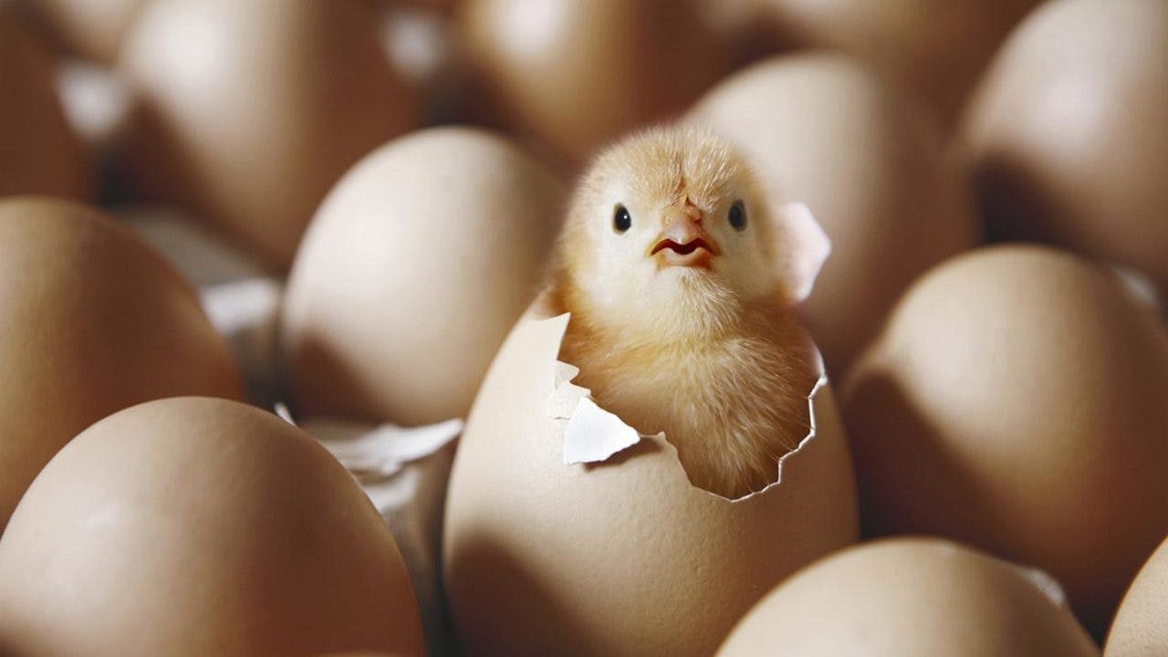 La física cuántica dilucidó el misterio de quién fue primero ¿la gallina o el huevo?