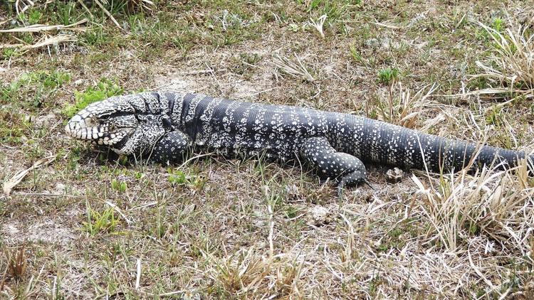 Alertan que 500 especies invasoras amenazan ecosistema en Florida