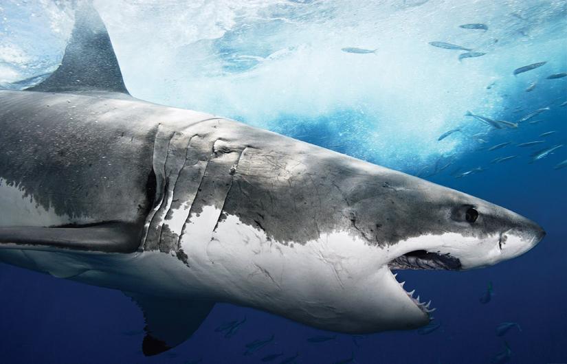 Primer ataque mortal en 82 años: gran tiburón blanco mata a joven en Massachussetts