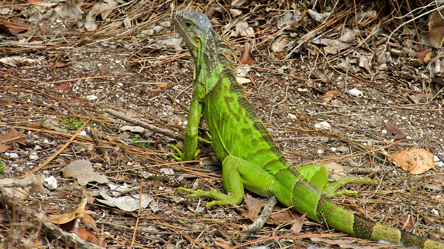 Iguanas en Florida: ¿sacrificio de un intruso molesto o una ganancia inesperada?
