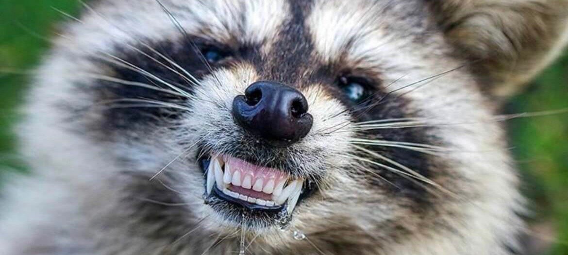 Extienden alerta por mapaches con rabia en el suroeste de Miami-Dade
