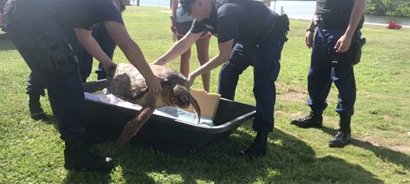 Guardia Costera rescata una tortuga marina lesionada en Plantation Key