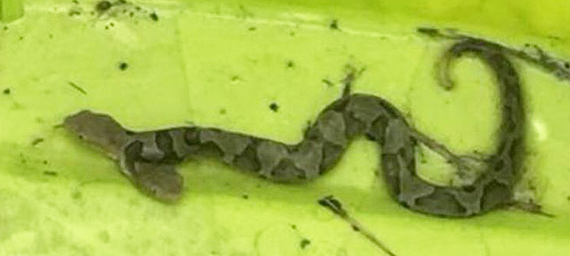 Descubren serpiente venenosa de dos cabezas en Virginia