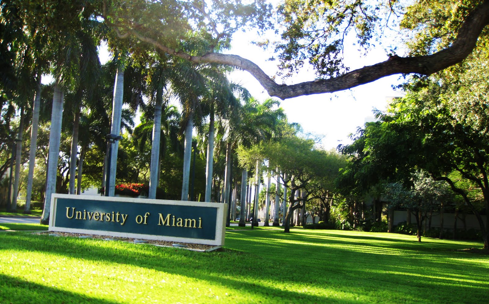 Universidad de Miami entre las 3 primeras en estudios de pregrado
