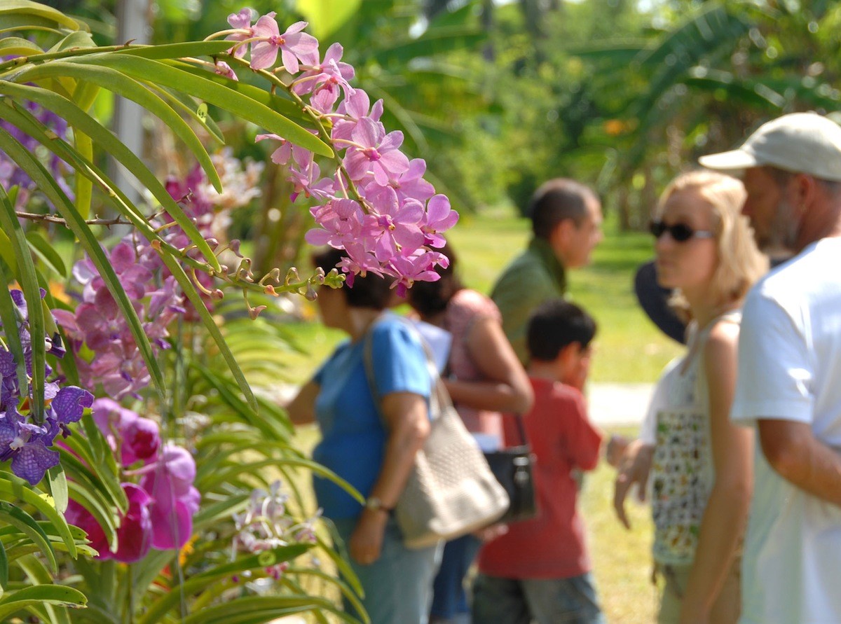 Programa Fairchild Million: promueve la plantación de orquídeas en el sur de la Florida