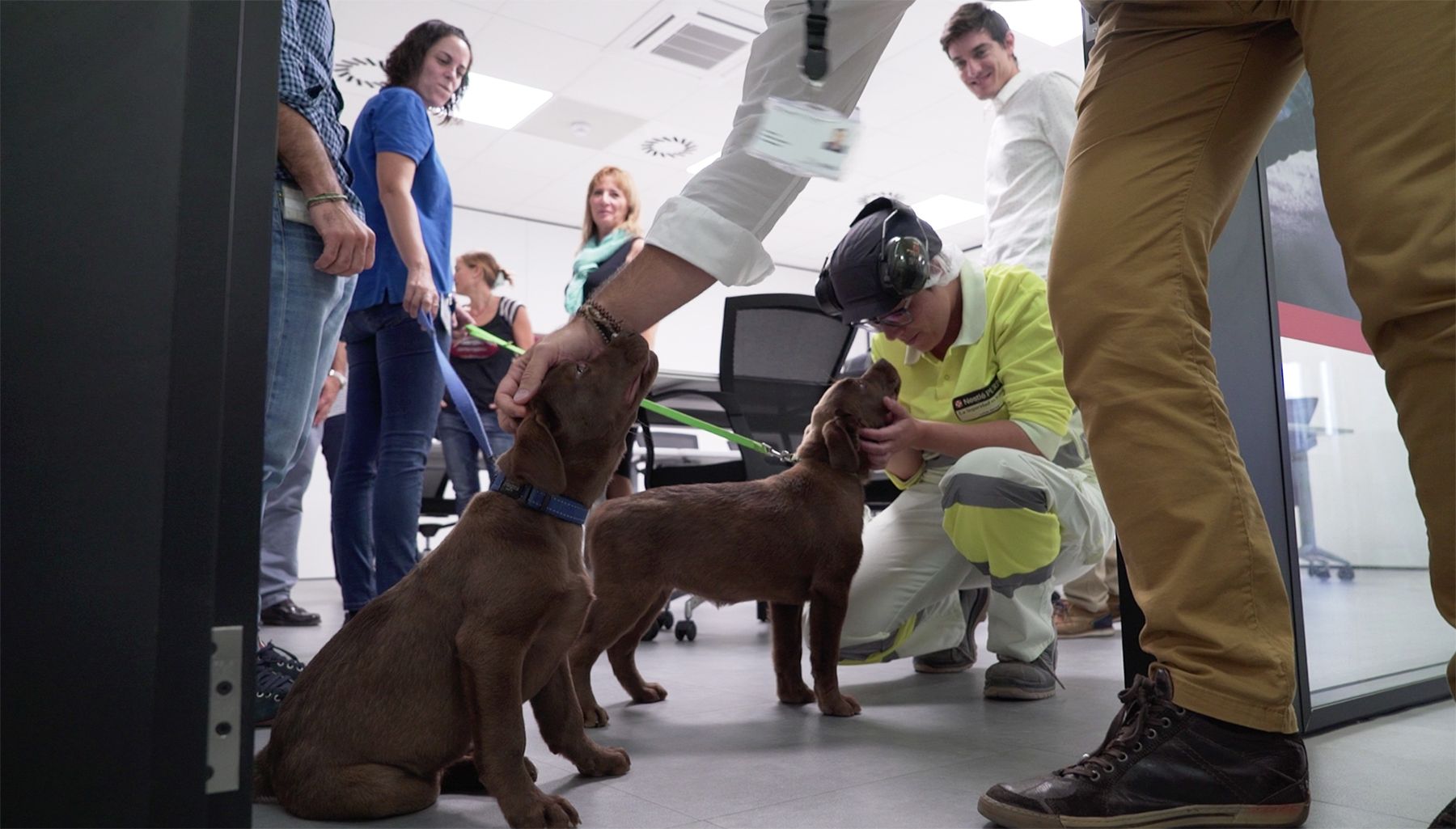 Condado de Miami-Dade busca voluntarios que colaboren con las mascotas