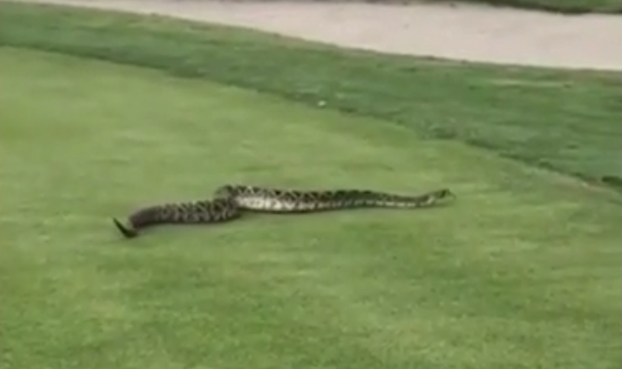 Un venenoso e imponente animal interrumpe juego de golf en el centro de Florida