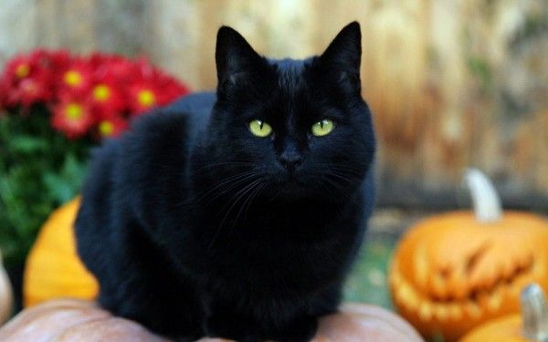 Día del Gato Negro: Conoce datos curiosos de estos felinos a través de la historia