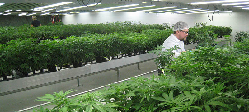 Despachan cannabis medicinal en menos de 24 horas en el sur de Florida