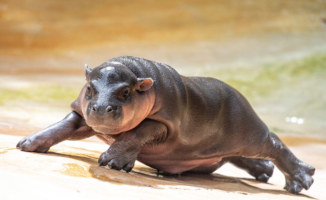 Este bebé hipopótamo es la nueva estrella del Miami Zoo