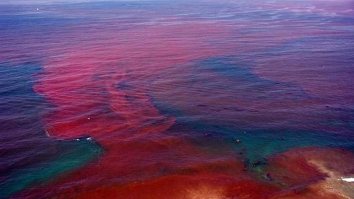 Tras 16 meses y toneladas de peces muertos, se disipa la Marea Roja en la Florida