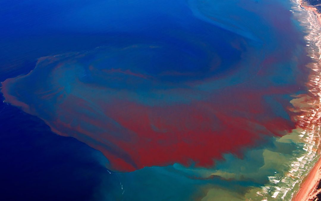 Laboratorio Marino Mote recibirá $2 millones para investigar marea roja de Florida