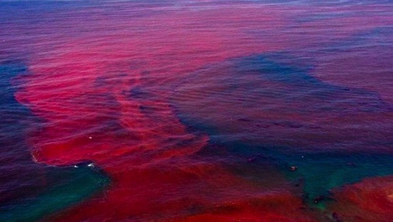 Impacto de la floración de algas de Marea Roja en el sur de Florida